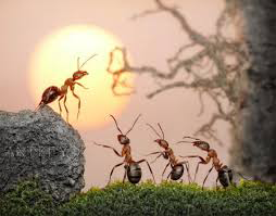 Ant King